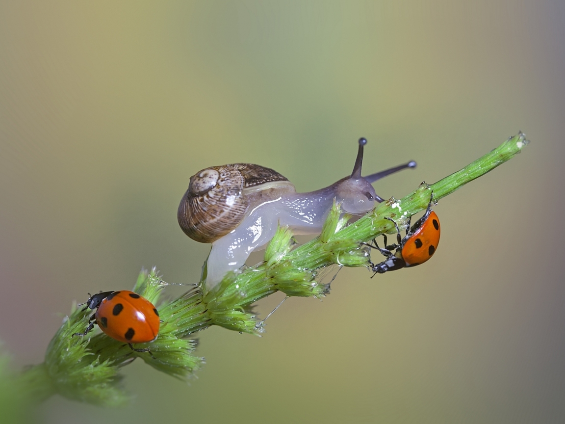 Snail and Ladybugs for 1152 x 864 resolution