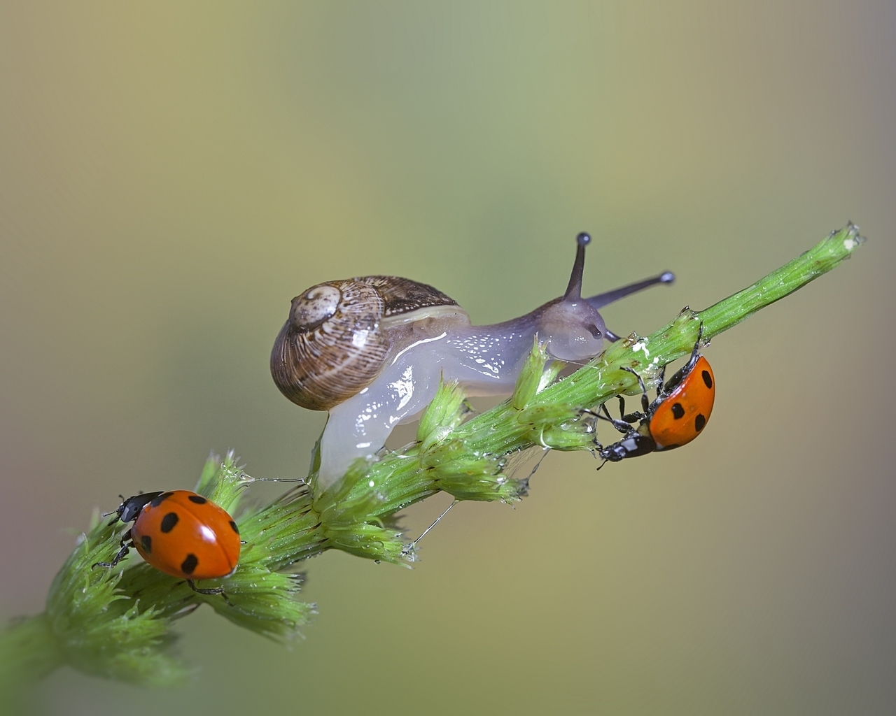 Snail and Ladybugs for 1280 x 1024 resolution