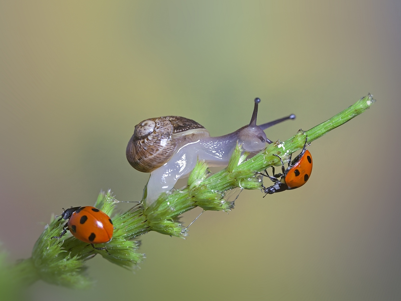 Snail and Ladybugs for 1600 x 1200 resolution