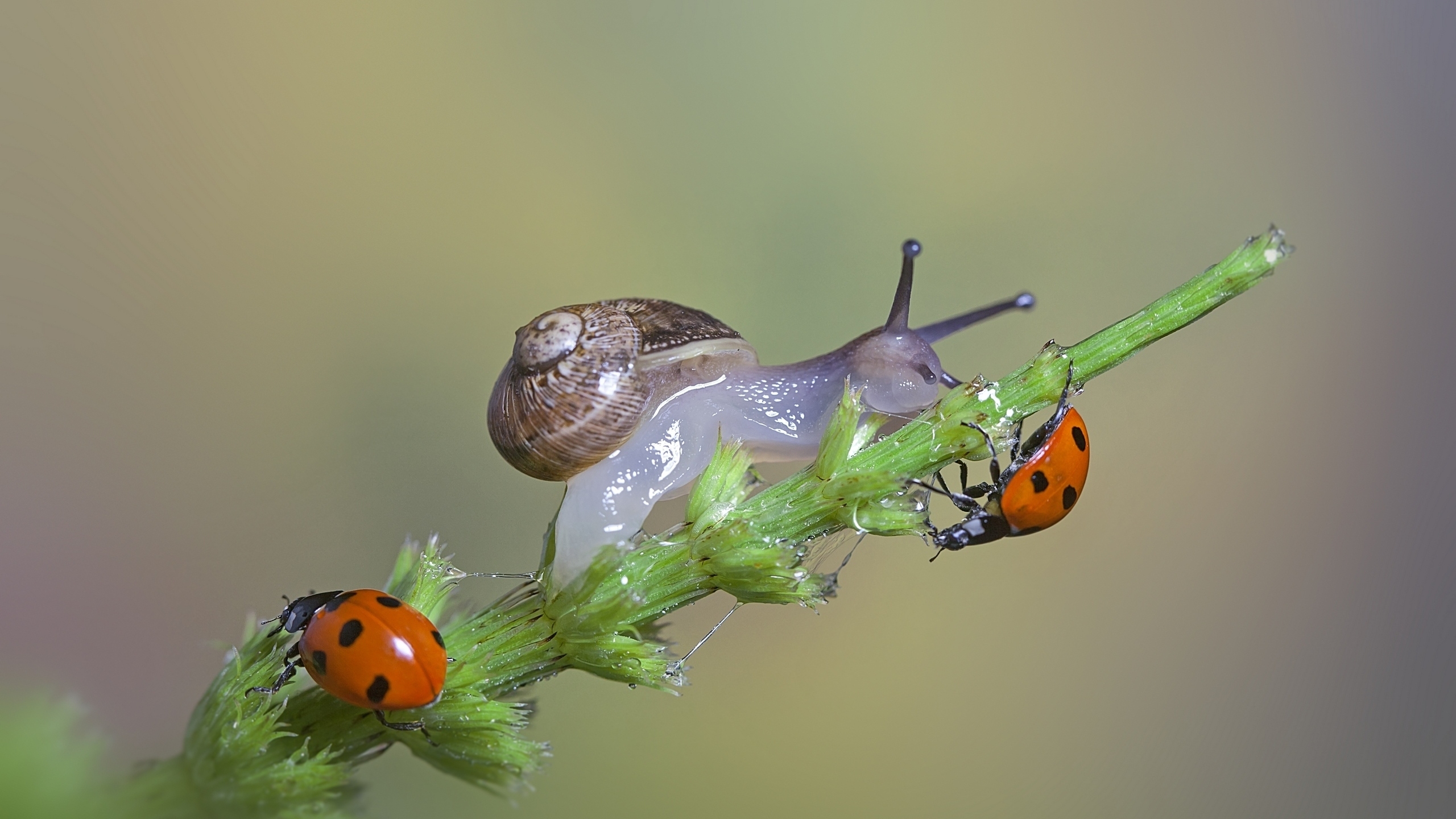 Snail and Ladybugs for 2560x1440 HDTV resolution