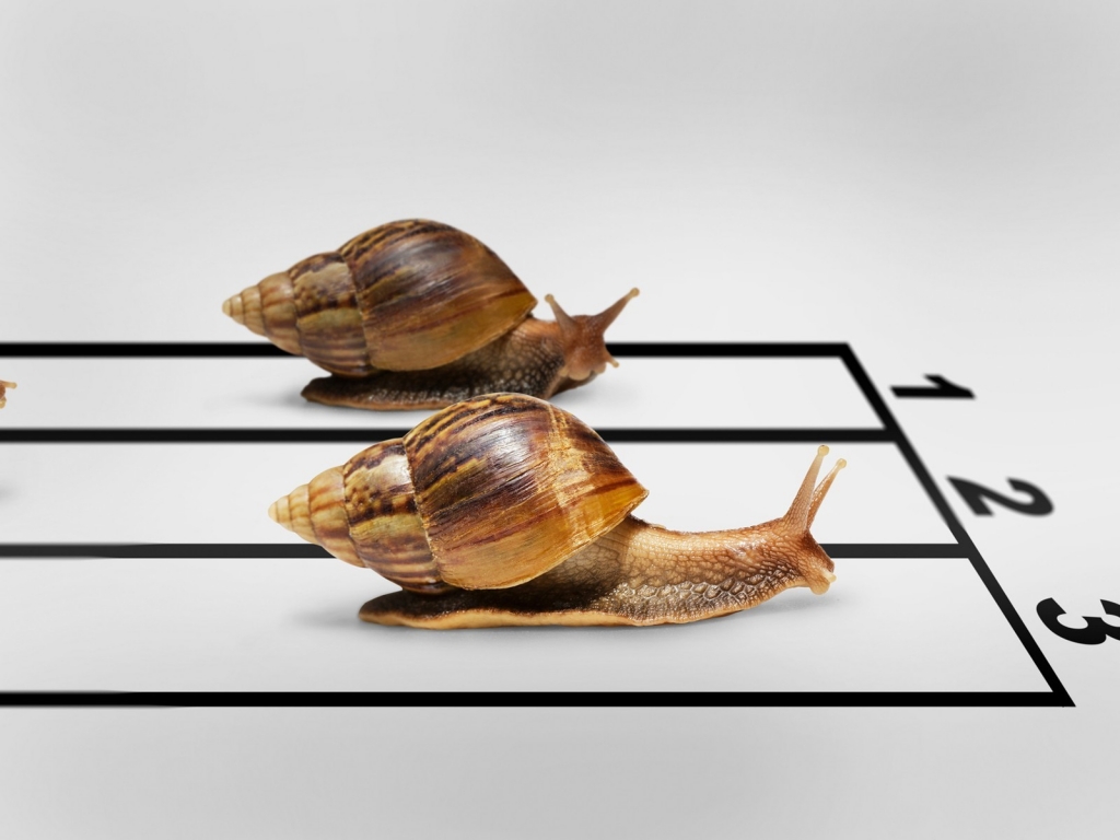 Snail Race for 1024 x 768 resolution