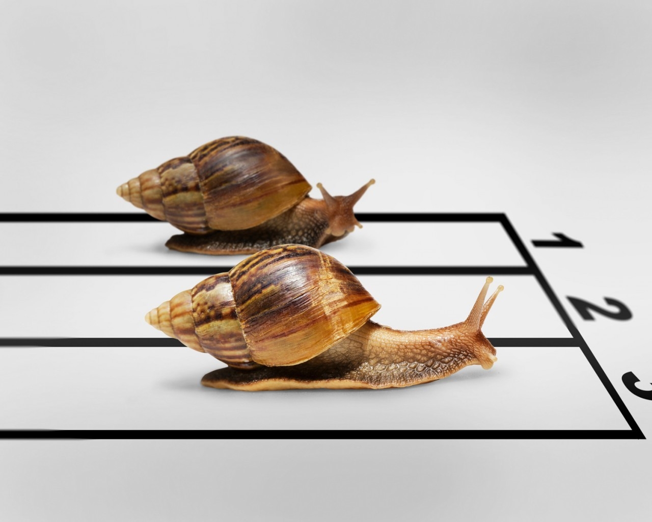 Snail Race for 1280 x 1024 resolution