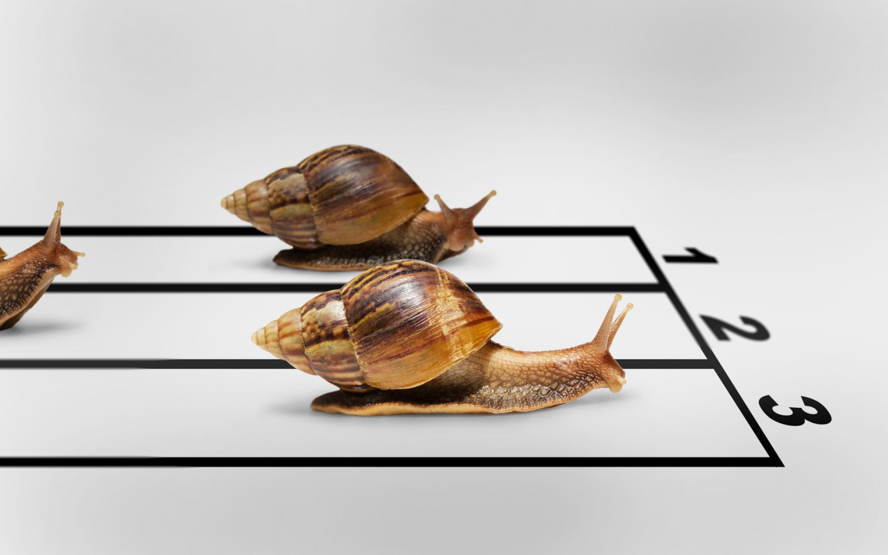 Snail Race for 1280 x 800 widescreen resolution