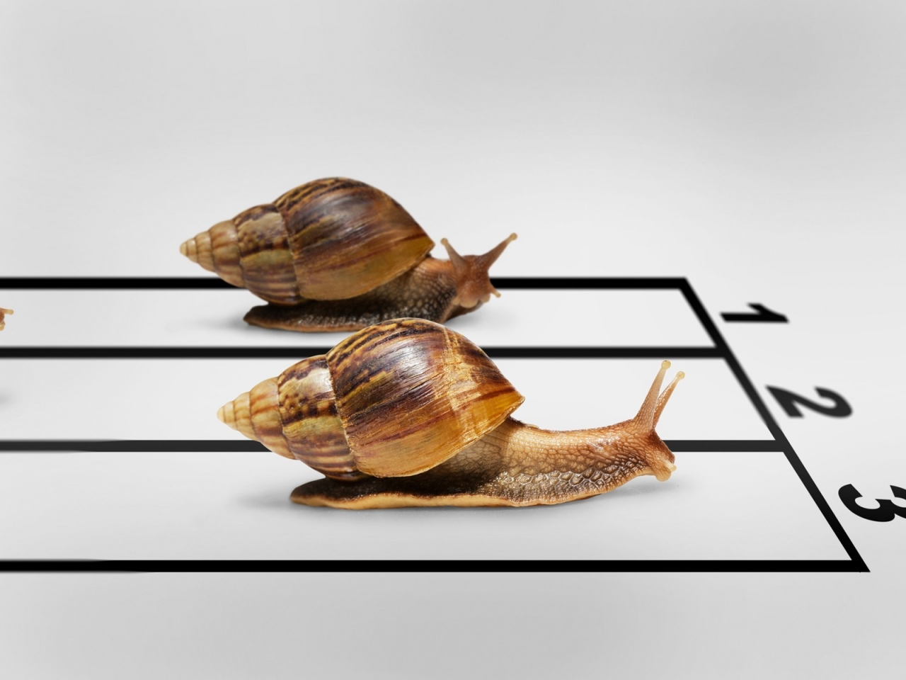 Snail Race for 1280 x 960 resolution