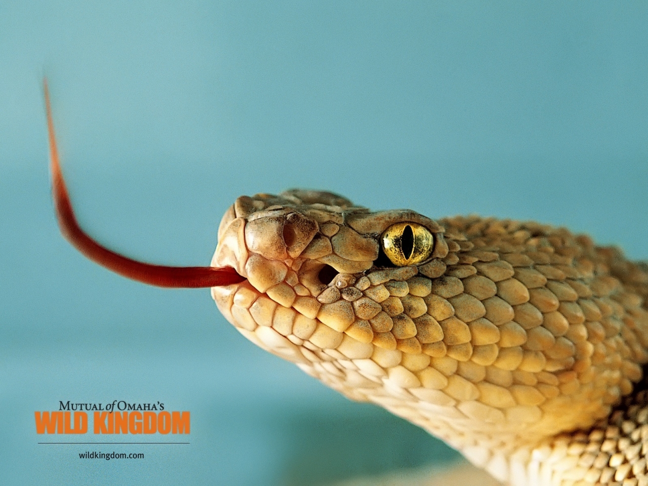 Snake for 1280 x 960 resolution