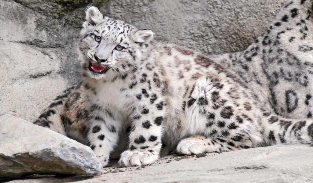 Snow Leopard for 1024 x 600 widescreen resolution