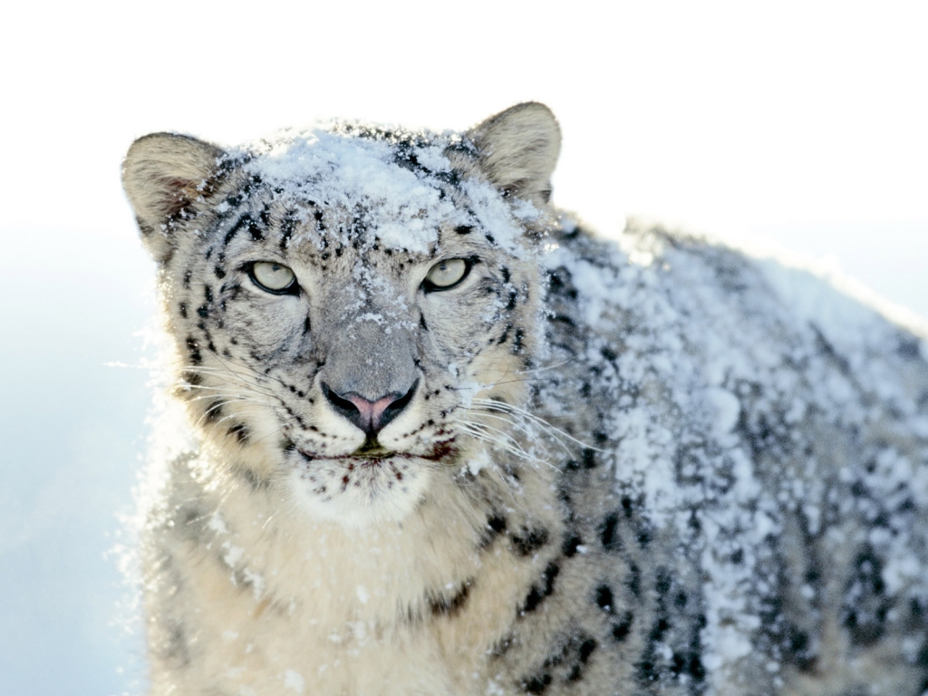 Snow Leopard for 1024 x 768 resolution