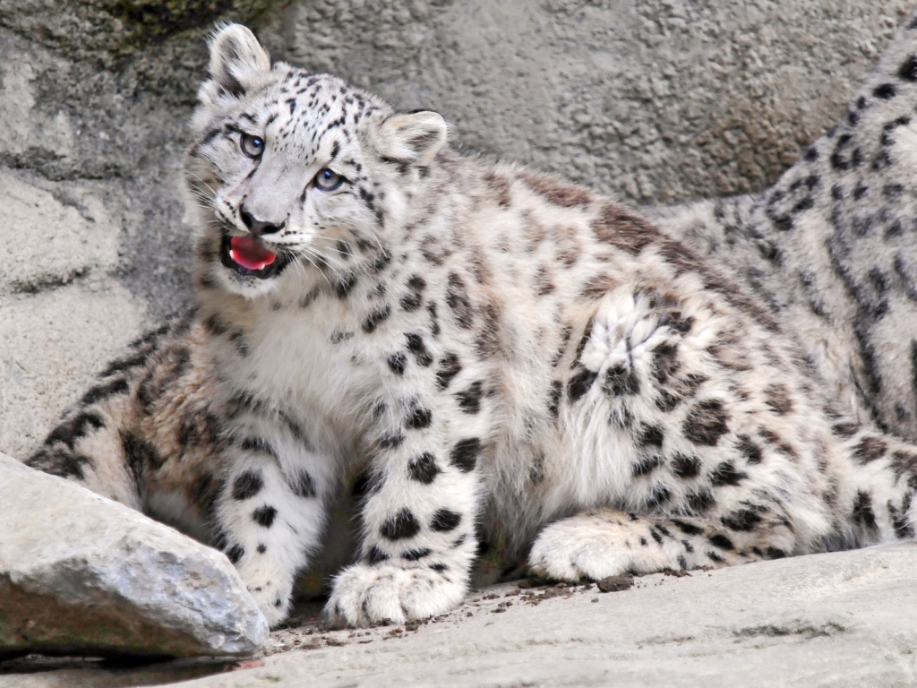 Snow Leopard for 1024 x 768 resolution