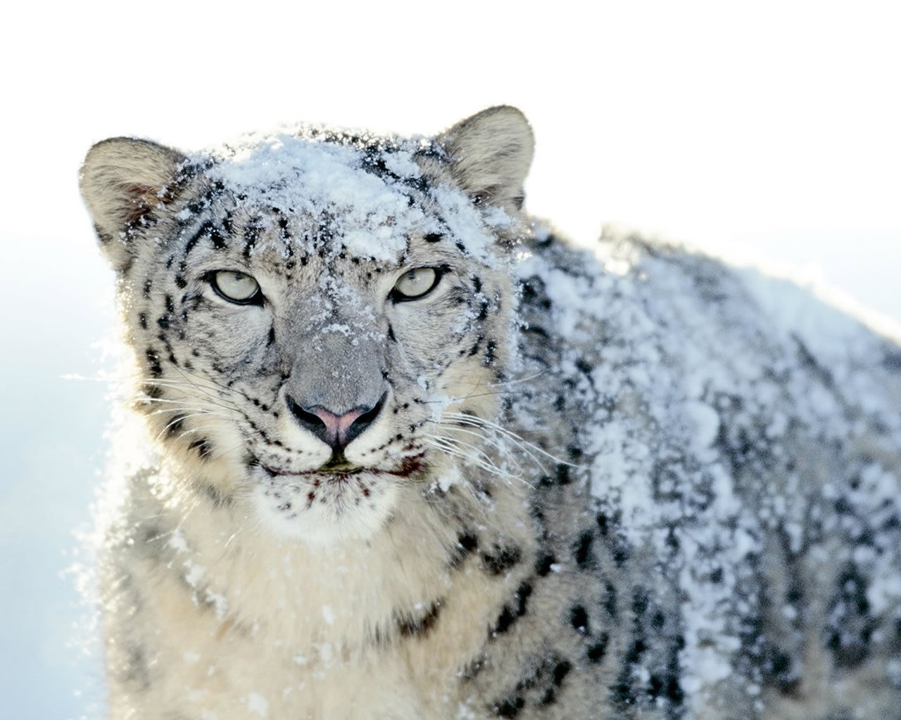 Snow Leopard for 1280 x 1024 resolution