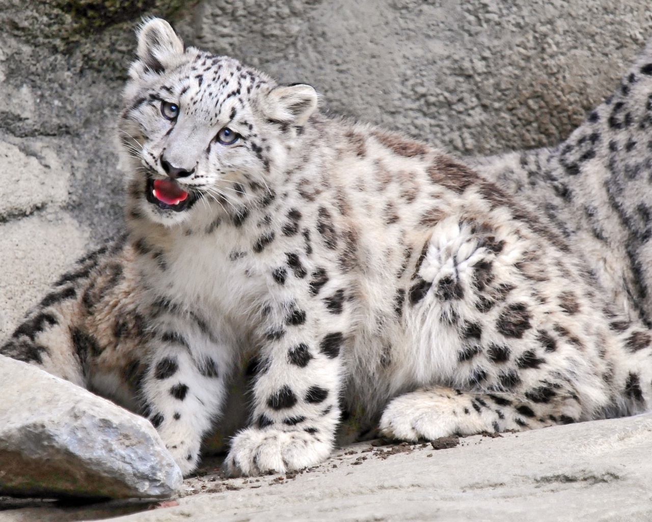 Snow Leopard for 1280 x 1024 resolution