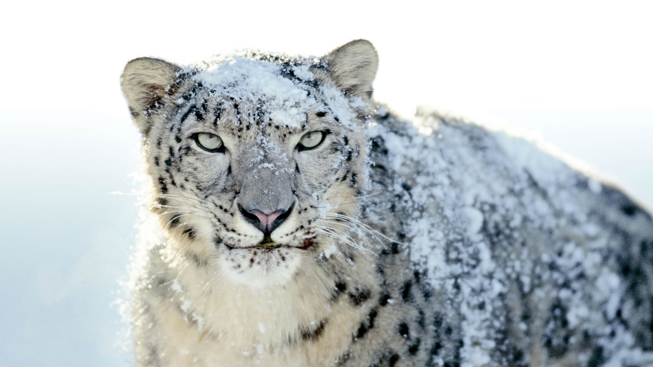 Snow Leopard for 1280 x 720 HDTV 720p resolution