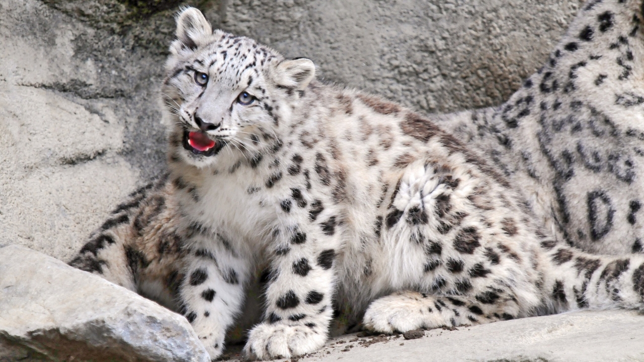 Snow Leopard for 1280 x 720 HDTV 720p resolution