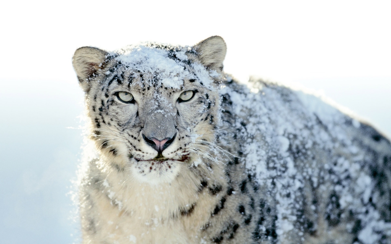 Snow Leopard for 1280 x 800 widescreen resolution