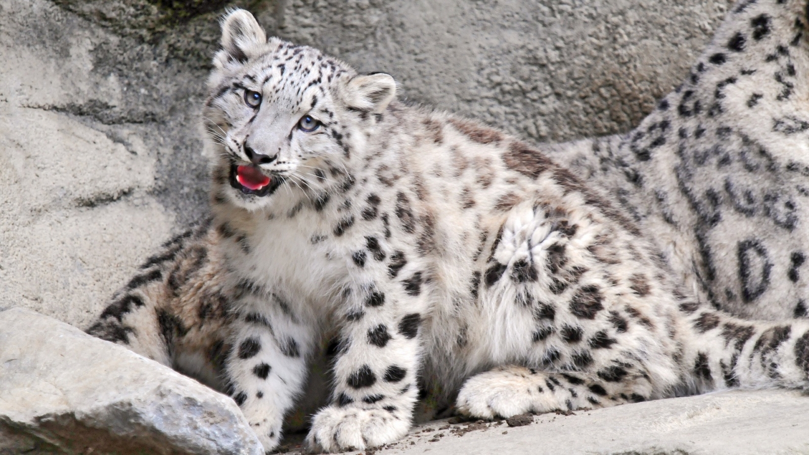 Snow Leopard for 1600 x 900 HDTV resolution