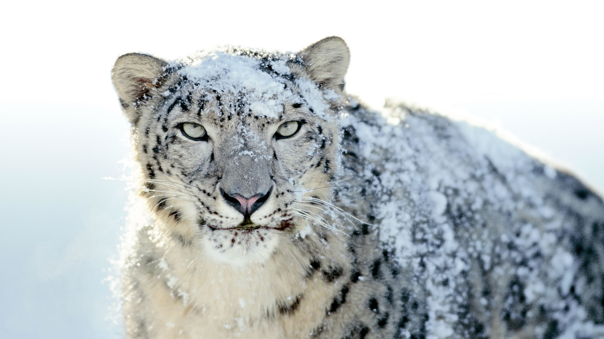 Snow Leopard for 1920 x 1080 HDTV 1080p resolution