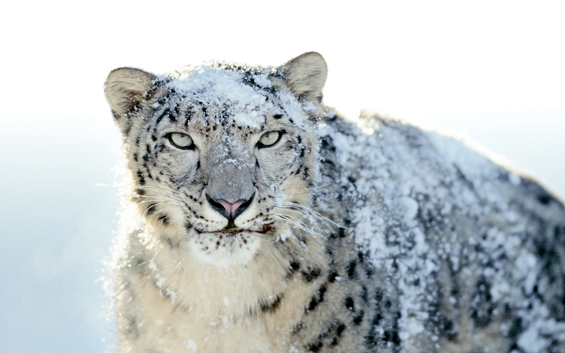 Snow Leopard for 1920 x 1200 widescreen resolution