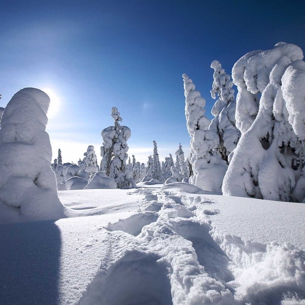 Snow Trees for 1024 x 1024 iPad resolution