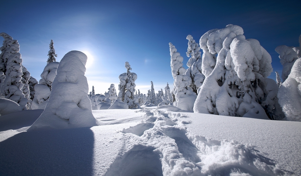 Snow Trees for 1024 x 600 widescreen resolution