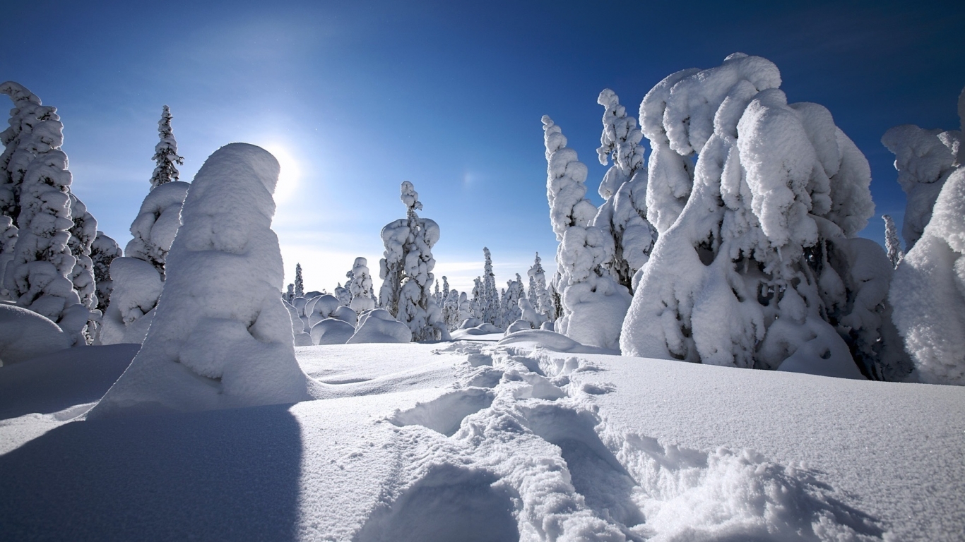 Snow Trees for 1366 x 768 HDTV resolution