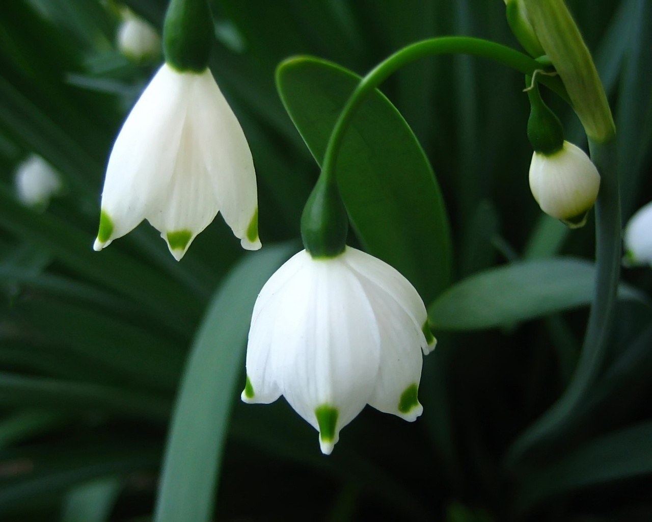 Snowdrops for 1280 x 1024 resolution