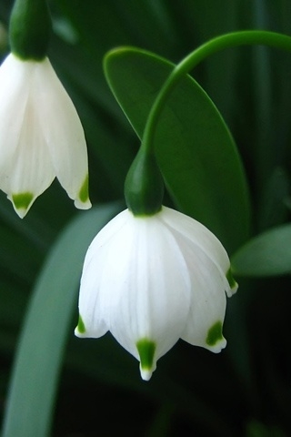 Snowdrops for 320 x 480 iPhone resolution