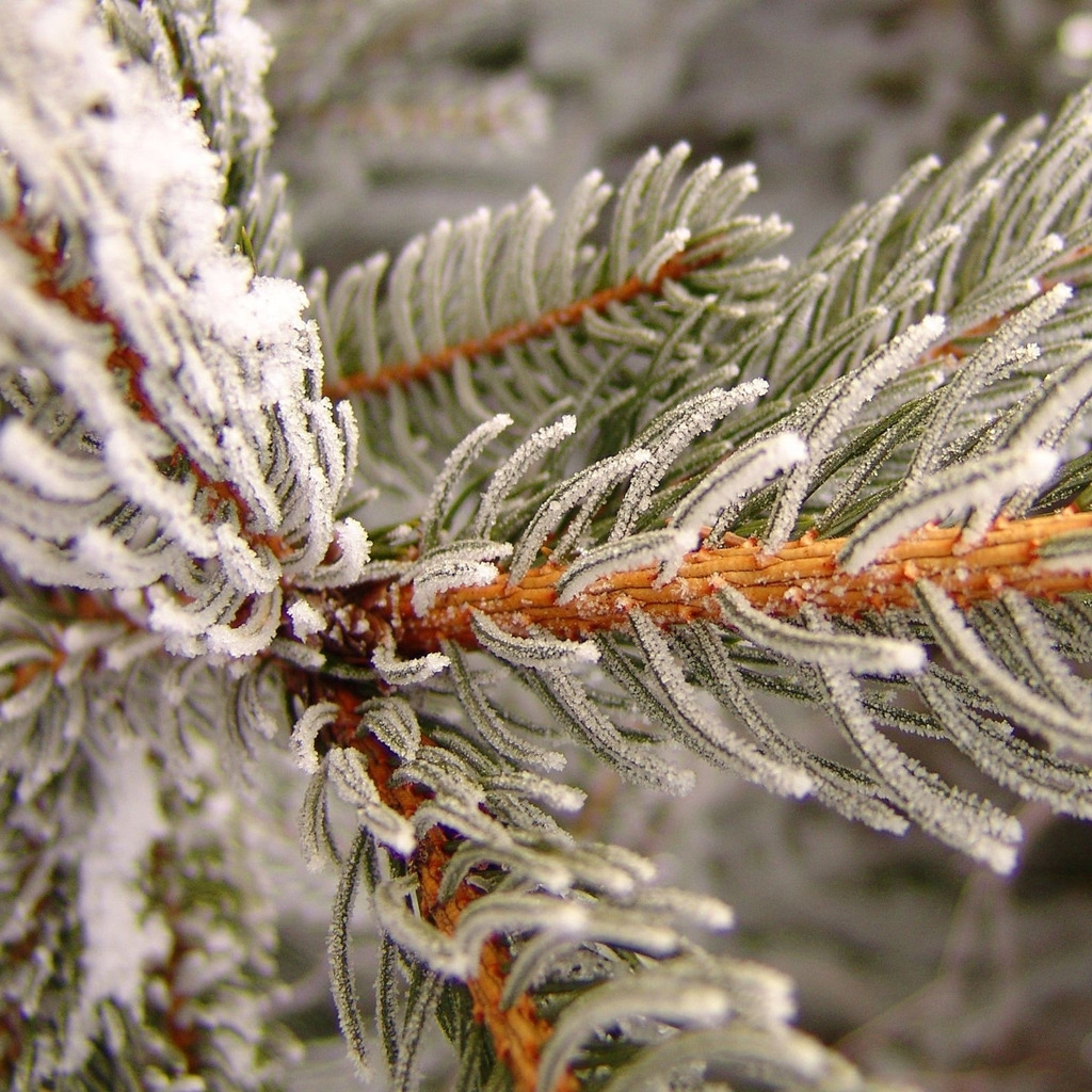 Snowy pine for 1024 x 1024 iPad resolution
