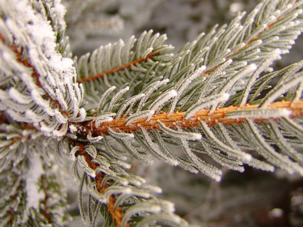 Snowy pine for 1024 x 768 resolution