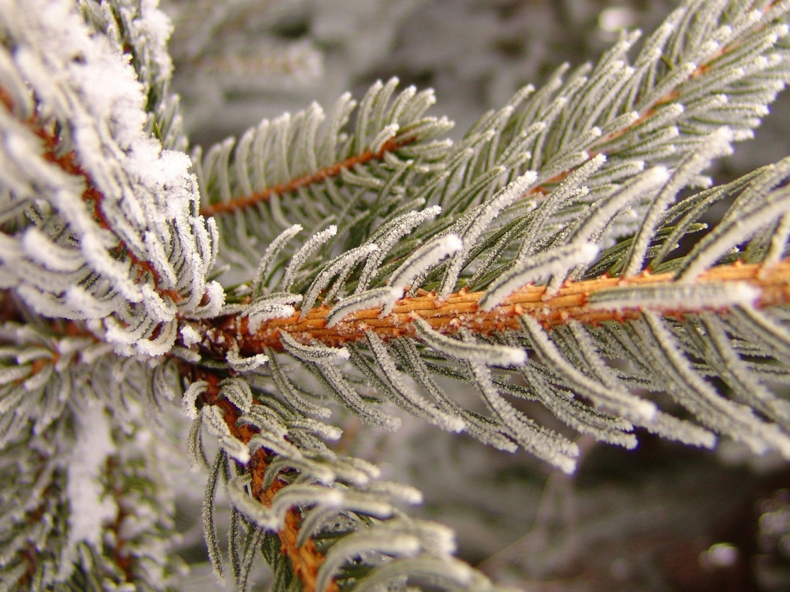 Snowy pine for 1152 x 864 resolution