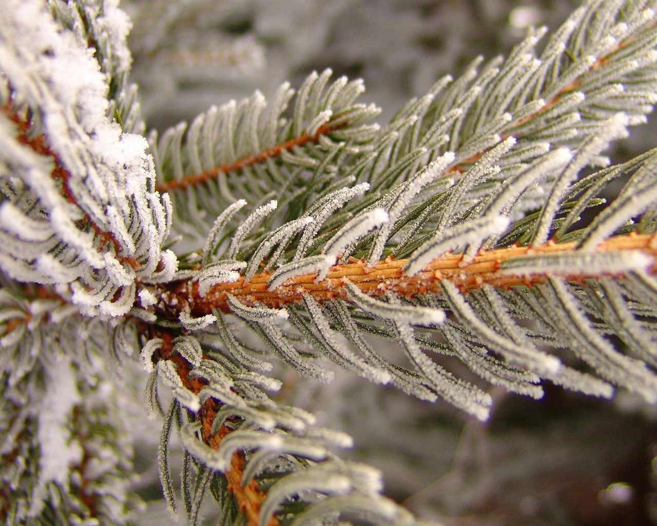 Snowy pine for 1280 x 1024 resolution