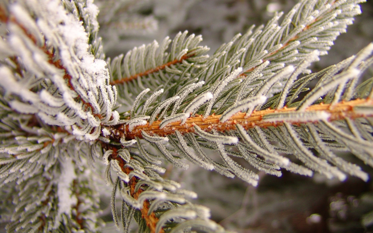 Snowy pine for 1280 x 800 widescreen resolution