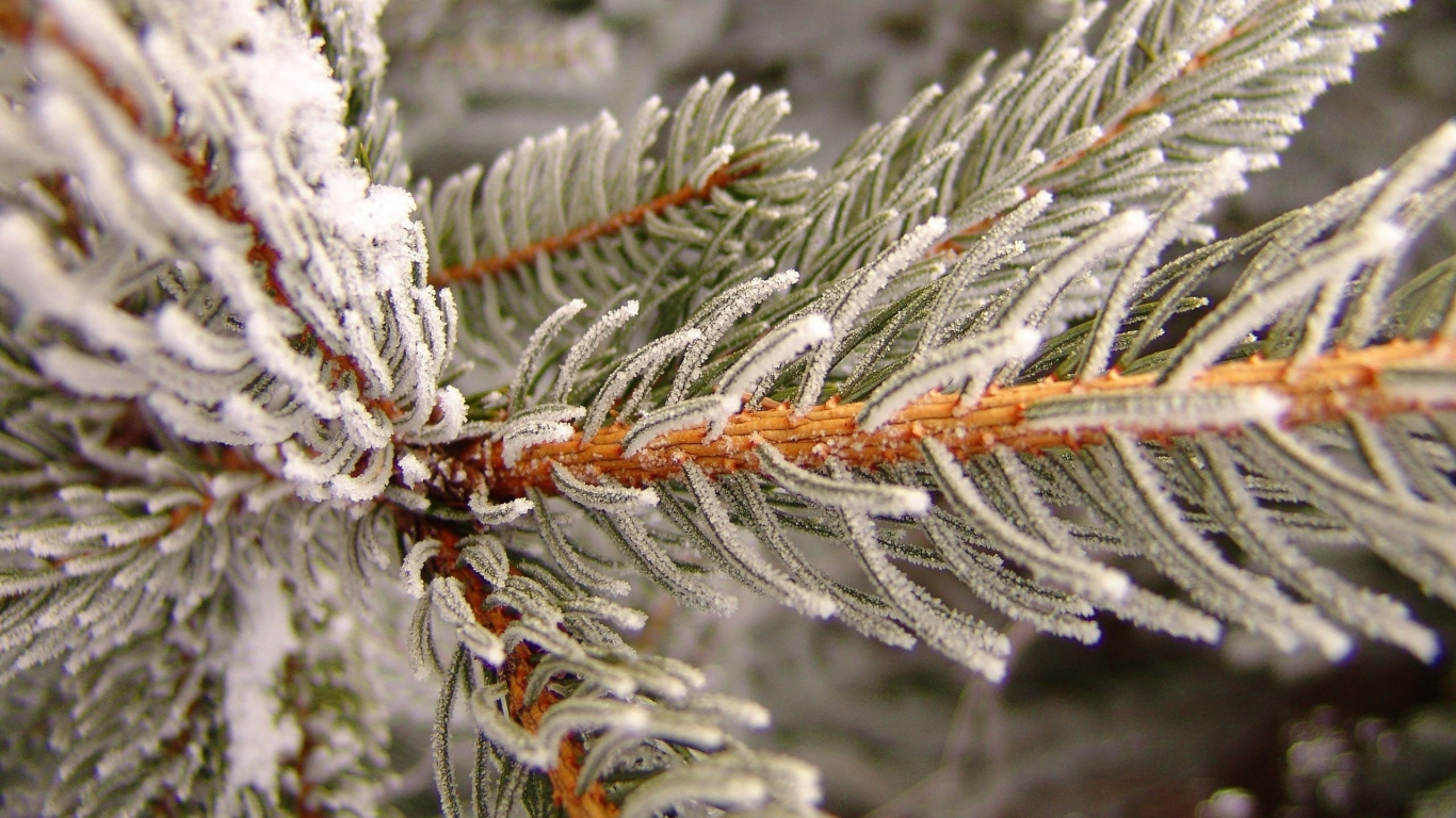 Snowy pine for 1366 x 768 HDTV resolution