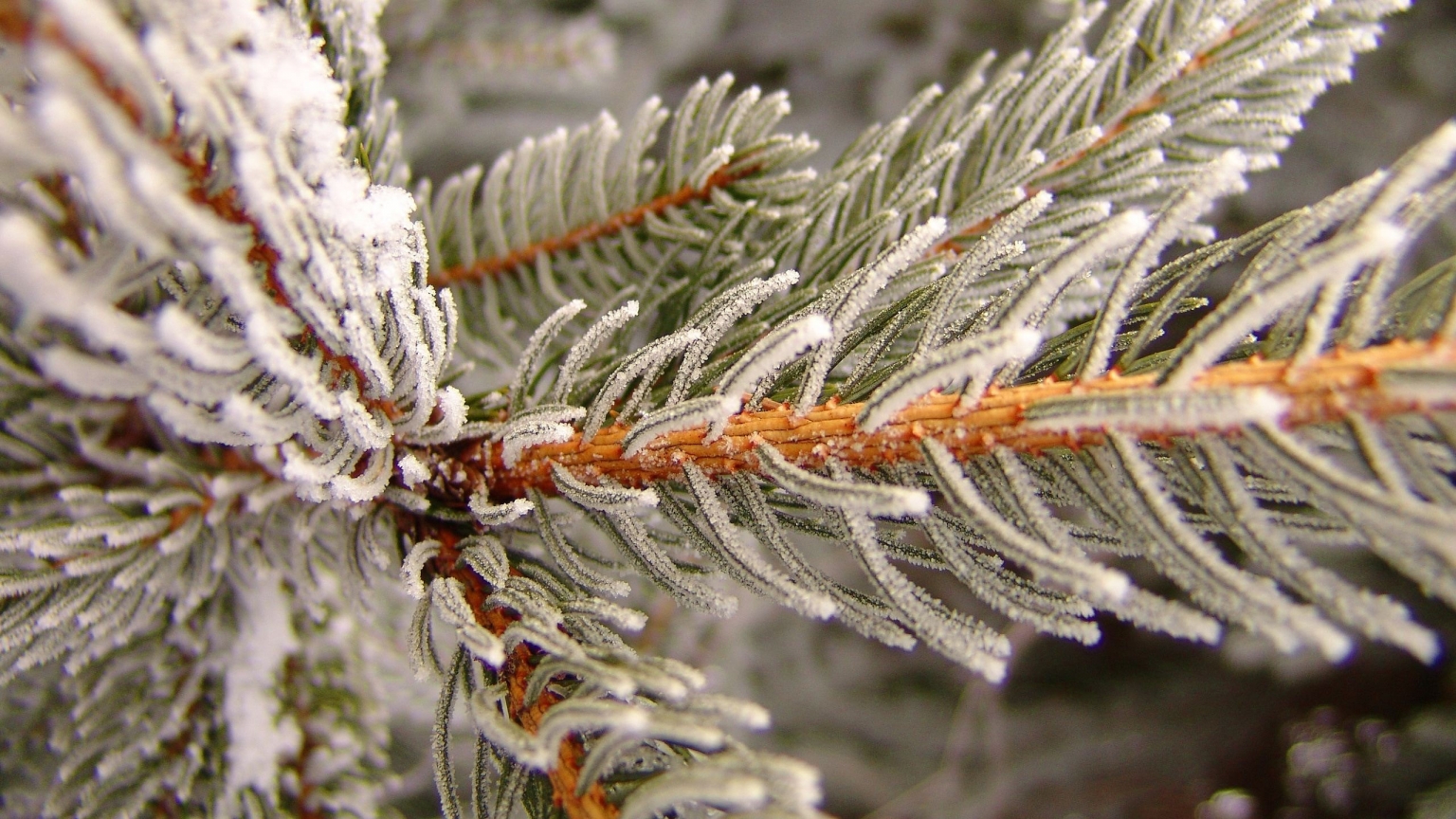 Snowy pine for 1536 x 864 HDTV resolution