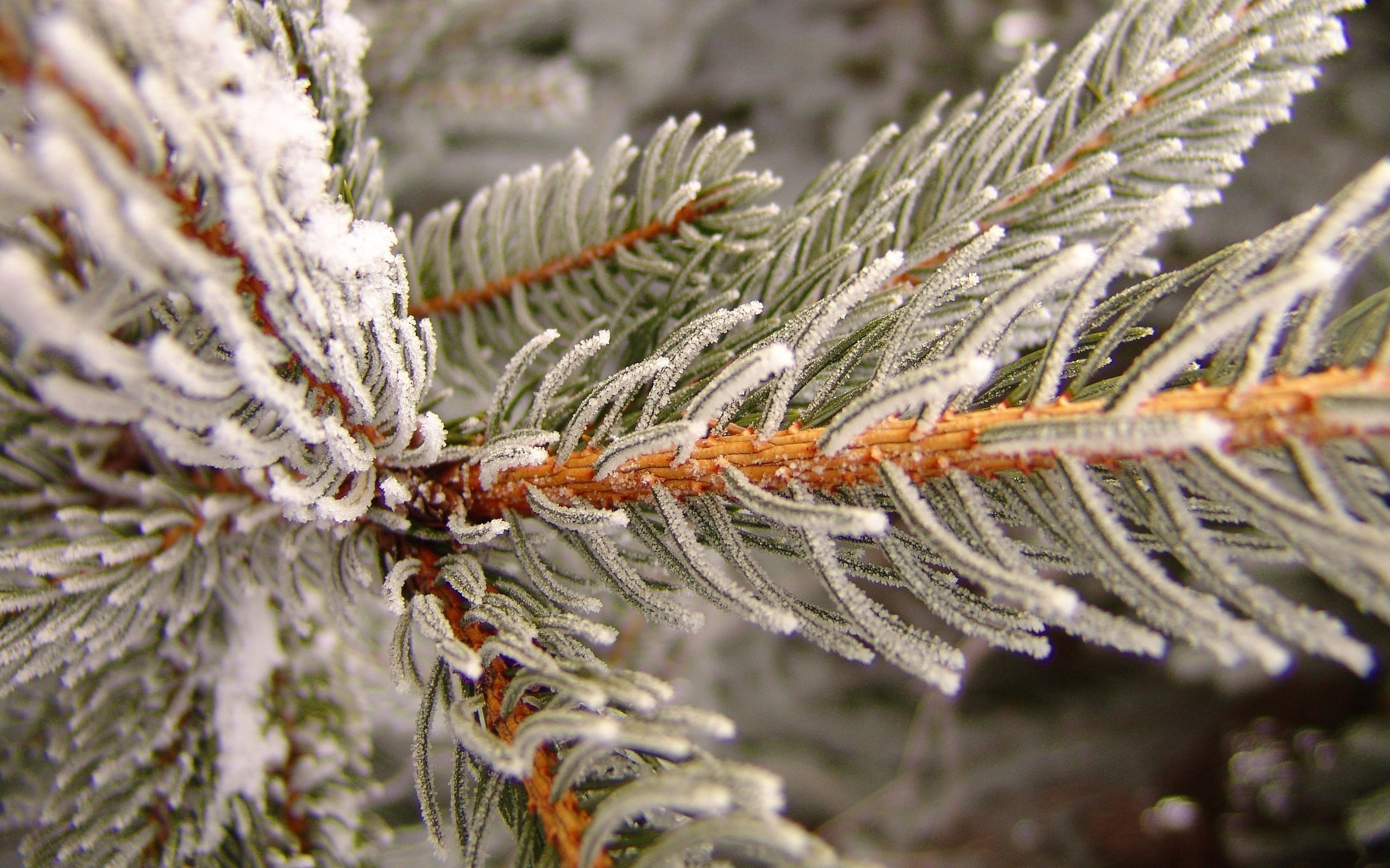 Snowy pine for 2560 x 1600 widescreen resolution