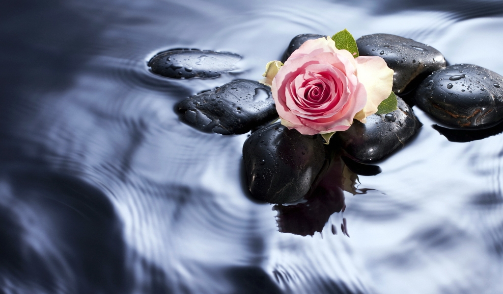 Spa Love Rose for 1024 x 600 widescreen resolution