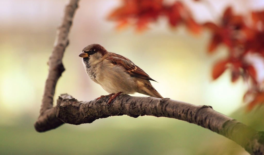 Sparrow Resting for 1024 x 600 widescreen resolution
