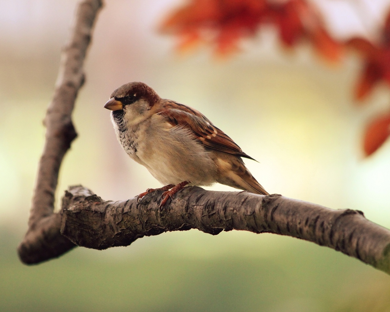 Sparrow Resting for 1280 x 1024 resolution