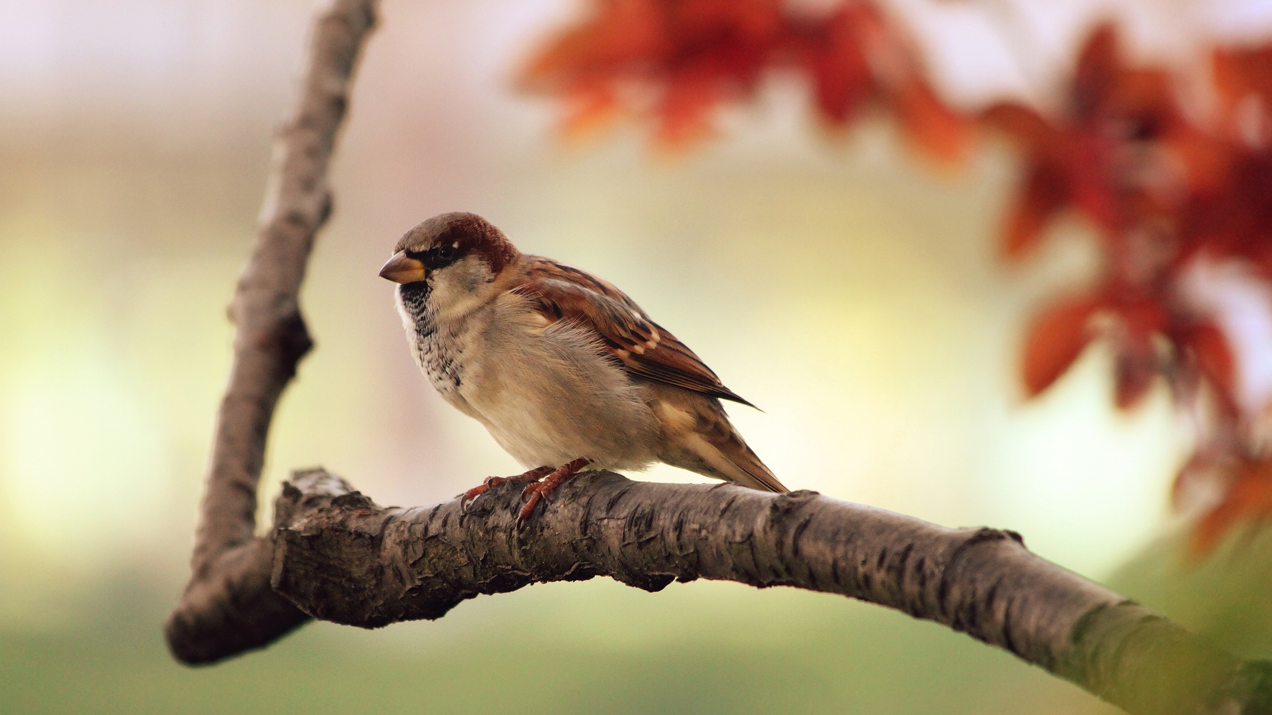 Sparrow Resting for 2560x1440 HDTV resolution