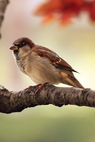 Sparrow Resting for 320 x 480 iPhone resolution