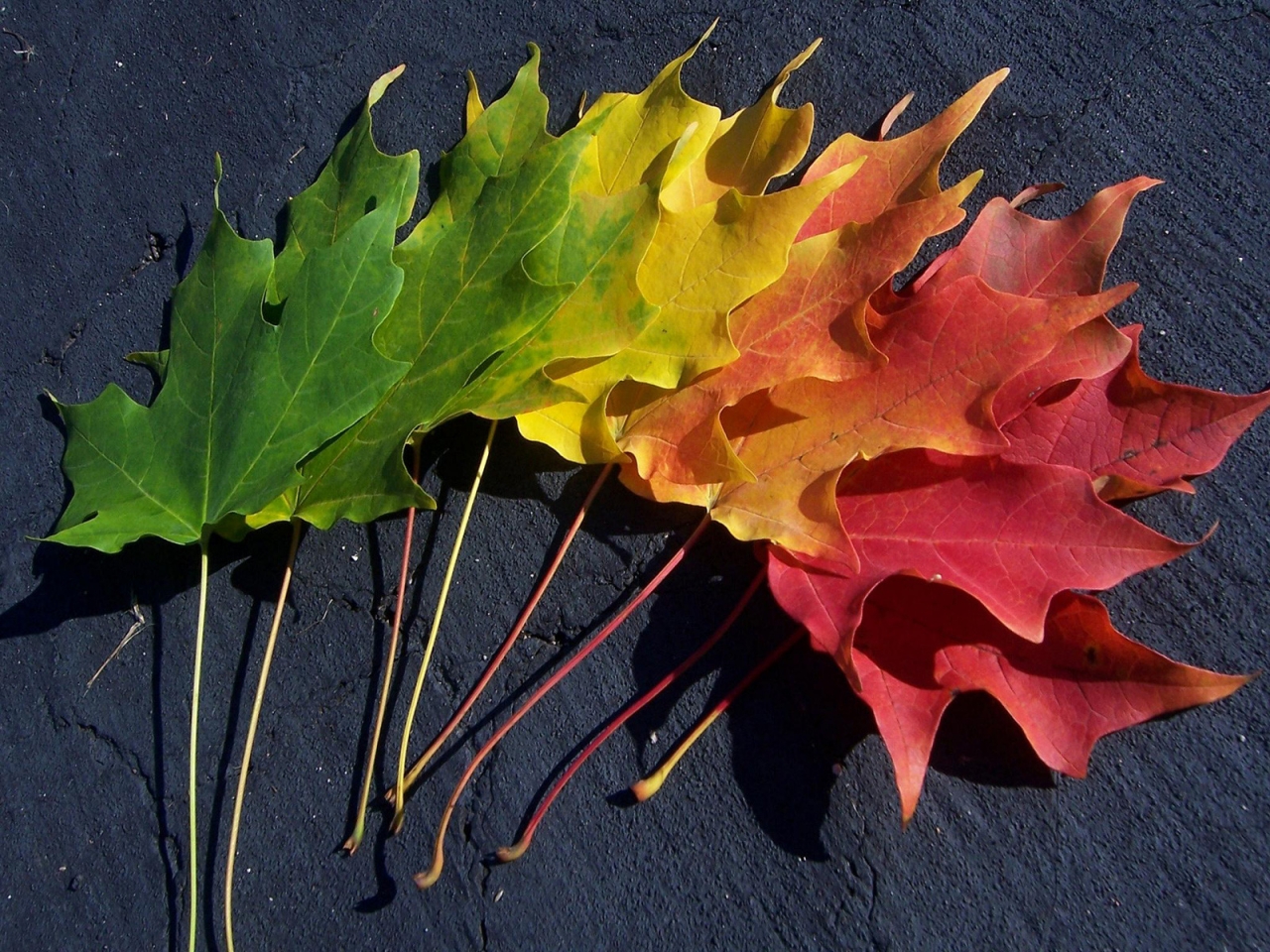 Spectrumn of Autumn for 1280 x 960 resolution
