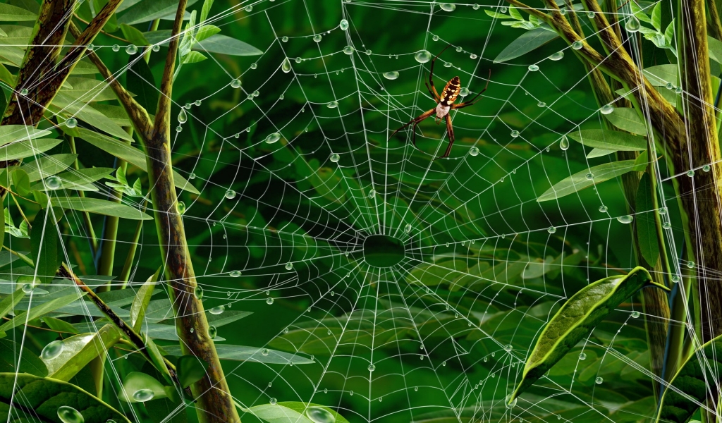 Spider walking for 1024 x 600 widescreen resolution