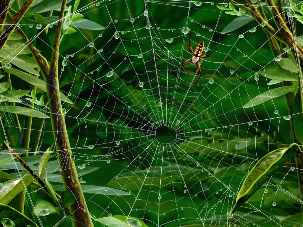 Spider walking for 1024 x 768 resolution