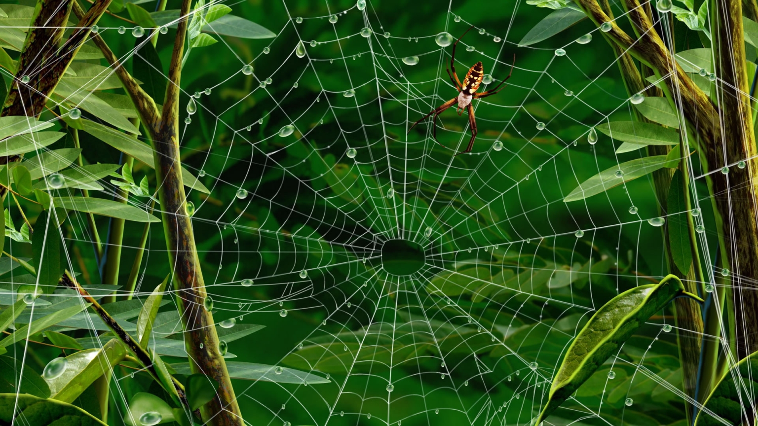 Spider walking for 1536 x 864 HDTV resolution