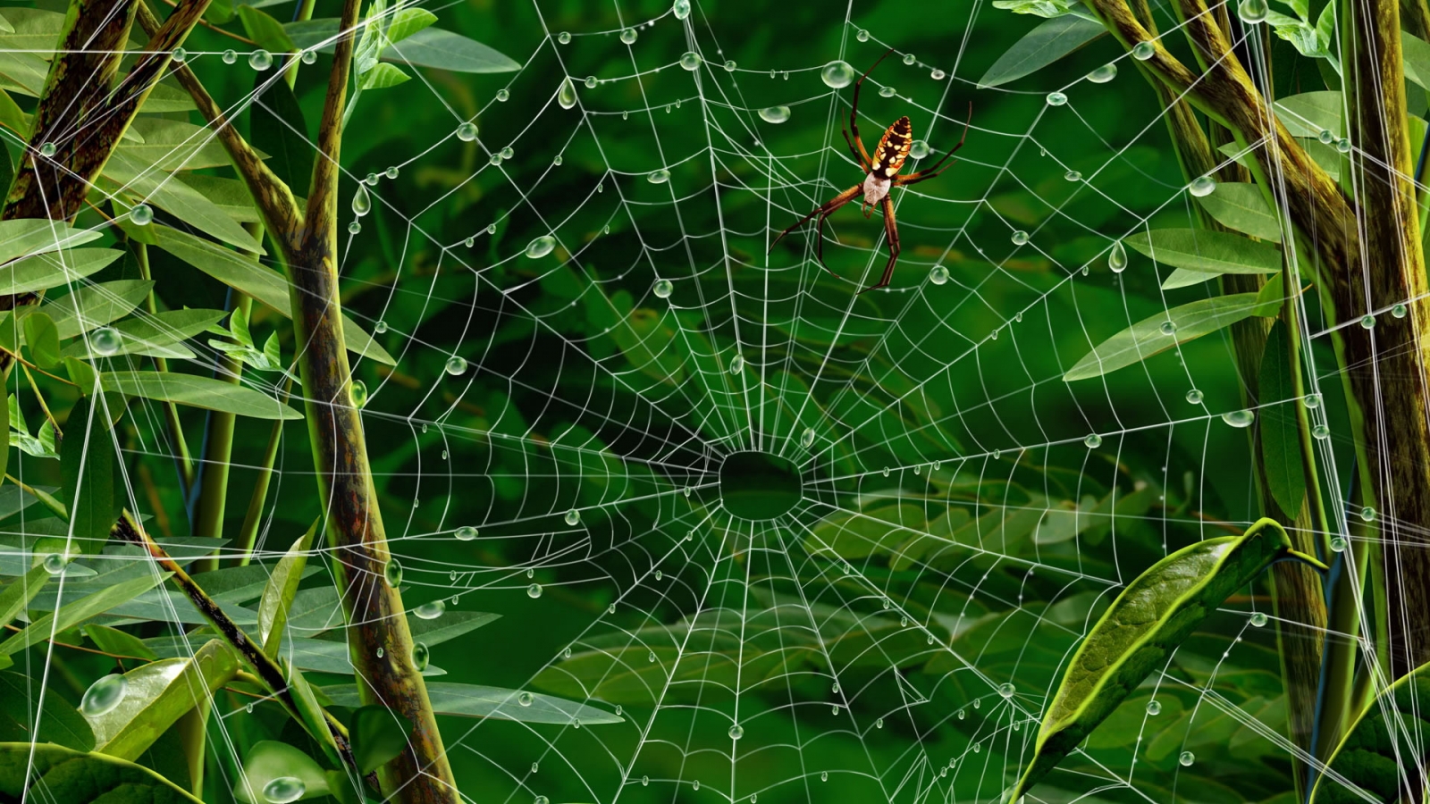 Spider walking for 1600 x 900 HDTV resolution