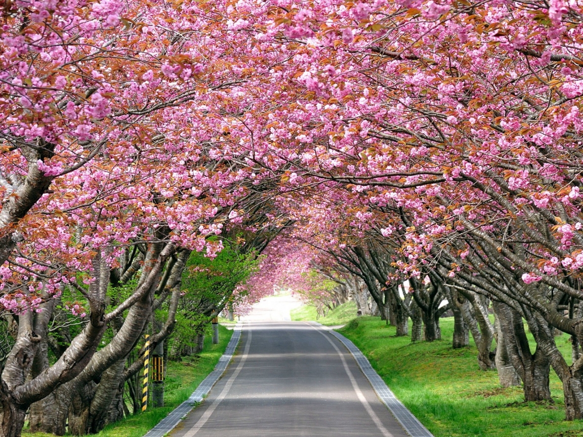 Splendid Cherry Blossom for 1152 x 864 resolution