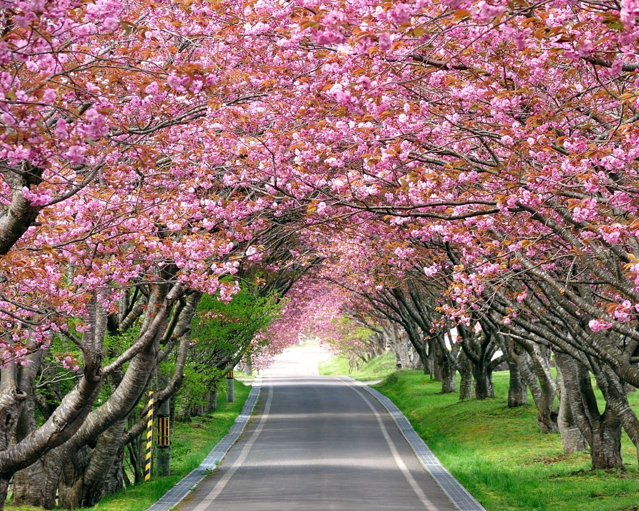 Splendid Cherry Blossom for 1280 x 1024 resolution