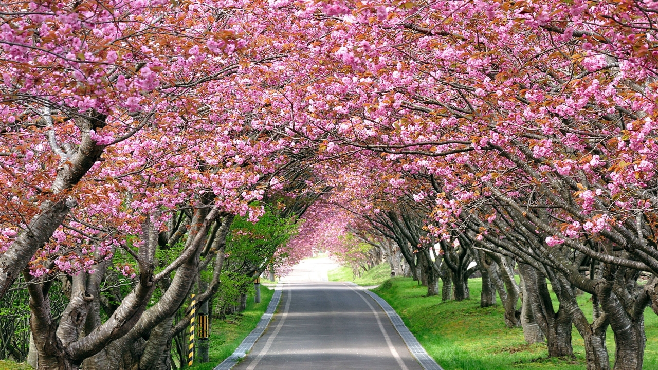 Splendid Cherry Blossom for 1280 x 720 HDTV 720p resolution