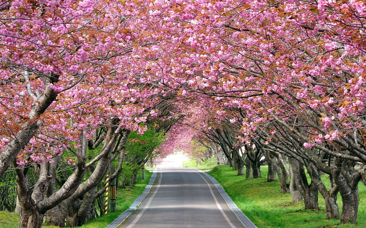 Splendid Cherry Blossom for 1280 x 800 widescreen resolution