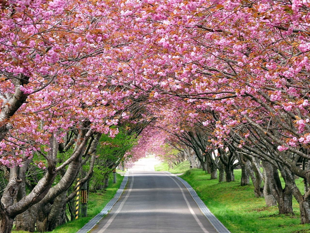 Splendid Cherry Blossom for 1280 x 960 resolution