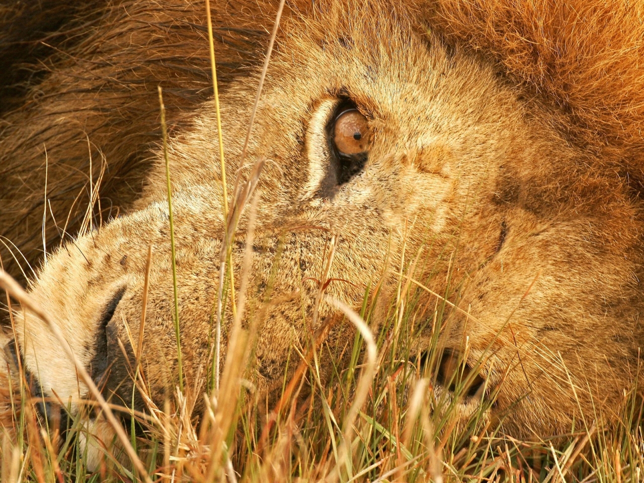 Spoilt Lion for 1280 x 960 resolution