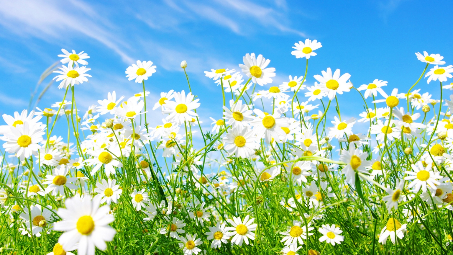 Spring Daisy for 1536 x 864 HDTV resolution